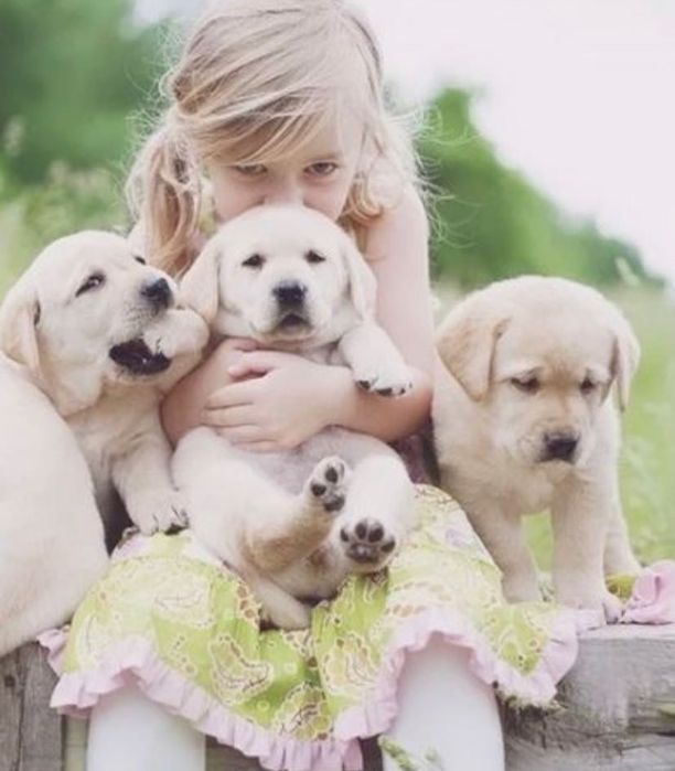 Красивые Лабрадоры!