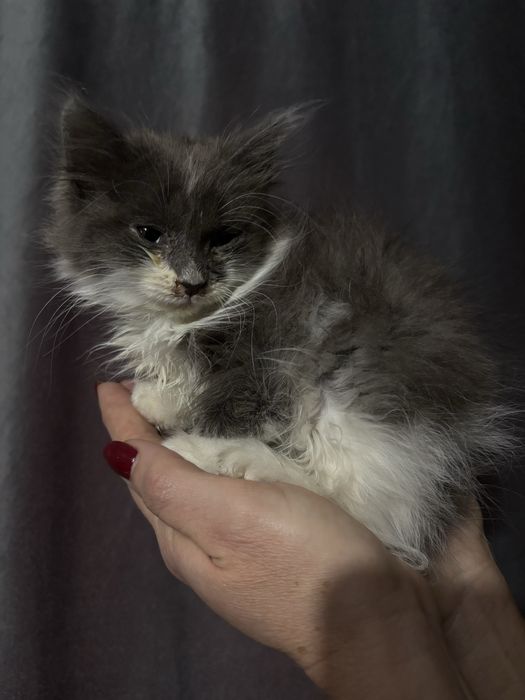 Хвостик, ищет дом