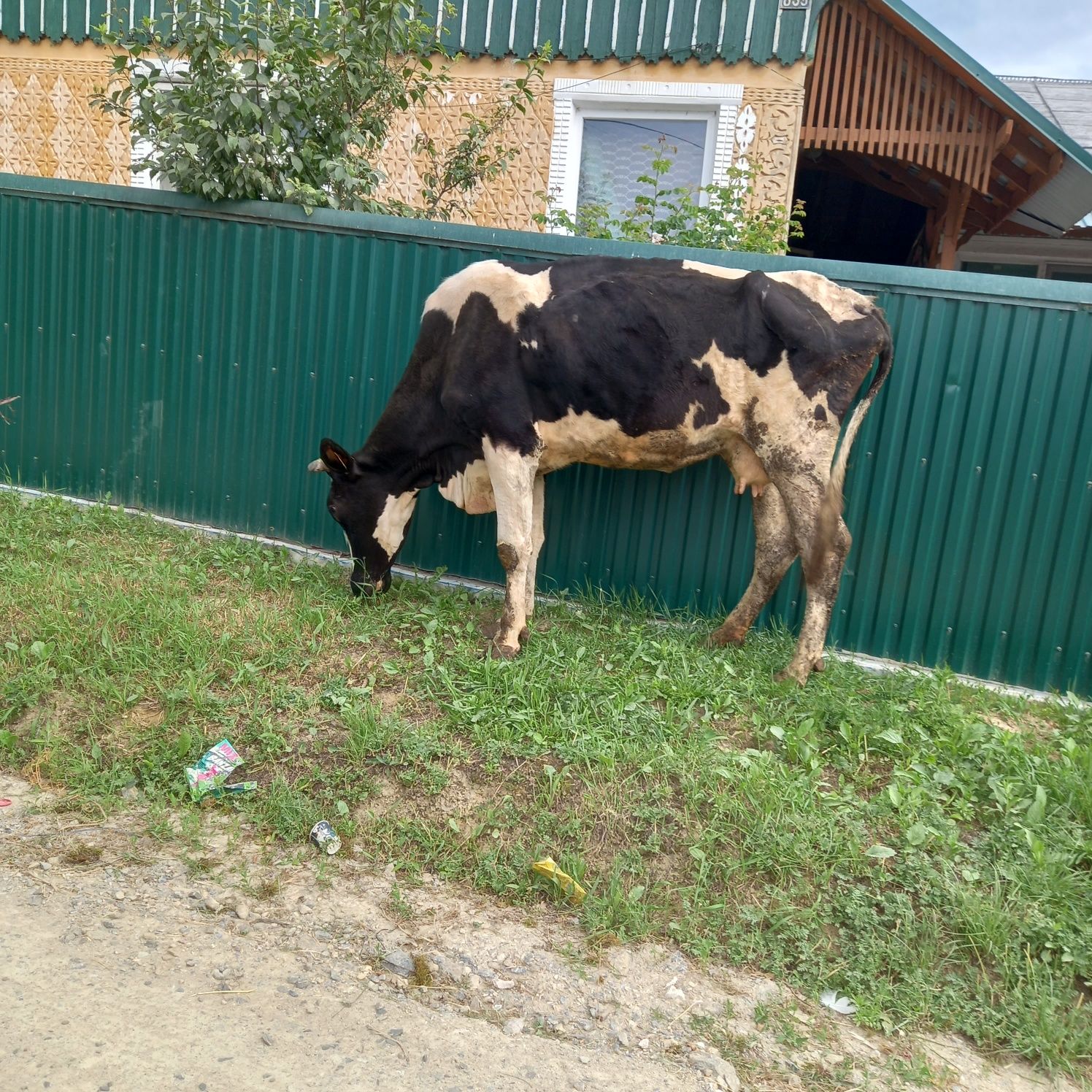 Vind vacă Holstein, 4,5 ani,gestanta.