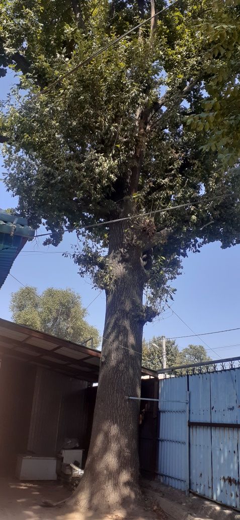 Очень большое дерево дуб