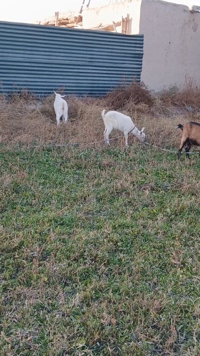 Занен тоза улоклари сотилади