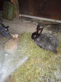 Продам кроликов, самка и самец