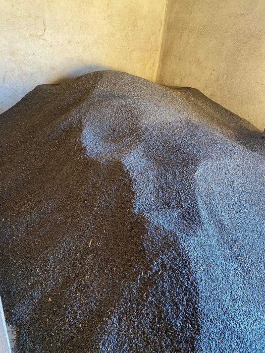 floarea soarelui de vanzare