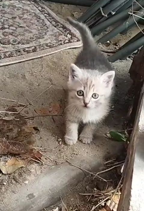 Котенок. Мальчик.