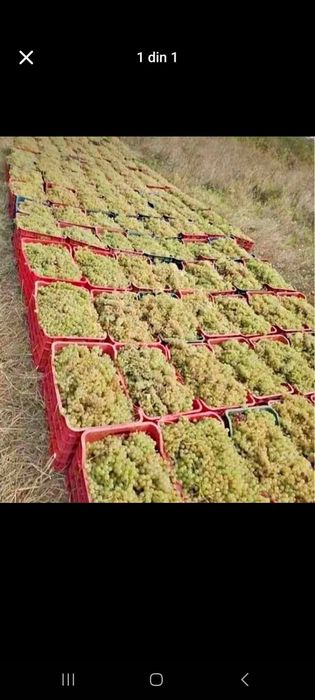 „Struguri de vin 2025 – livrare rapidă în toată țara”