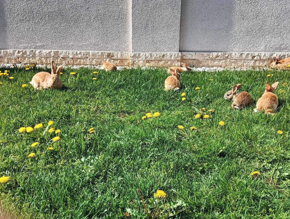 Vand iepurași rasa Hycole Francez