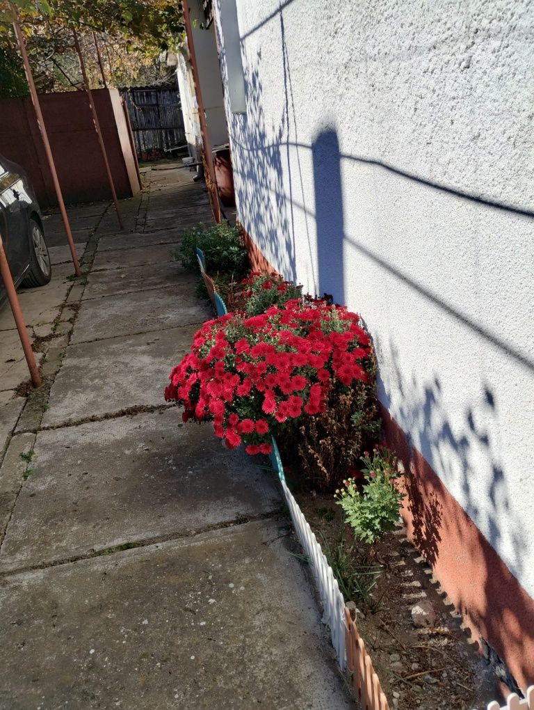 Casa in Agnita str. Closca, 5 camere, singur in curte, teren 800mp