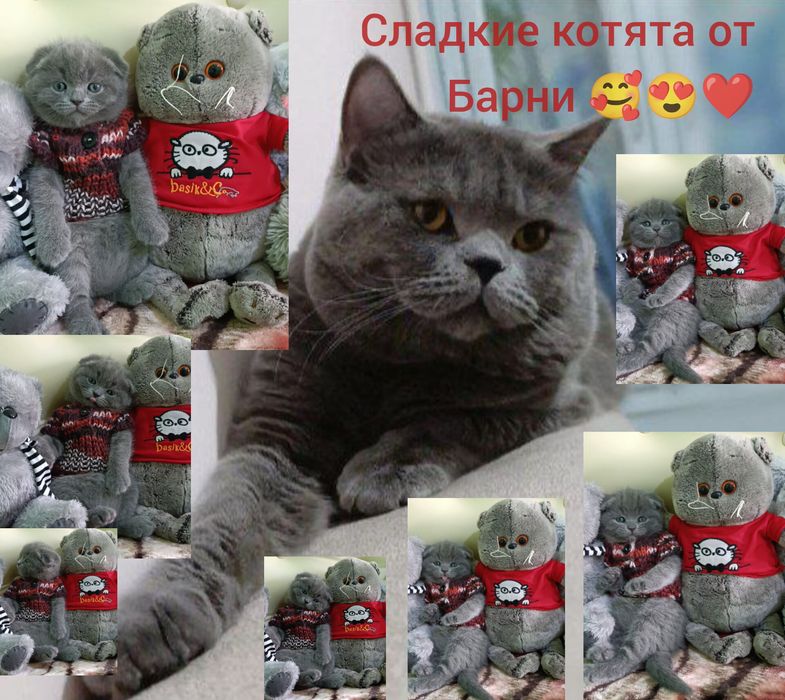 Вязка кота juftlashish