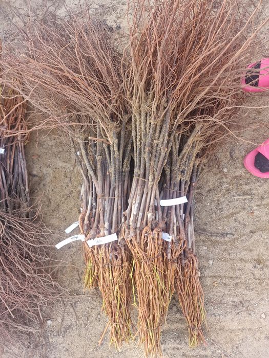 Butasi de vita de vie altoiti