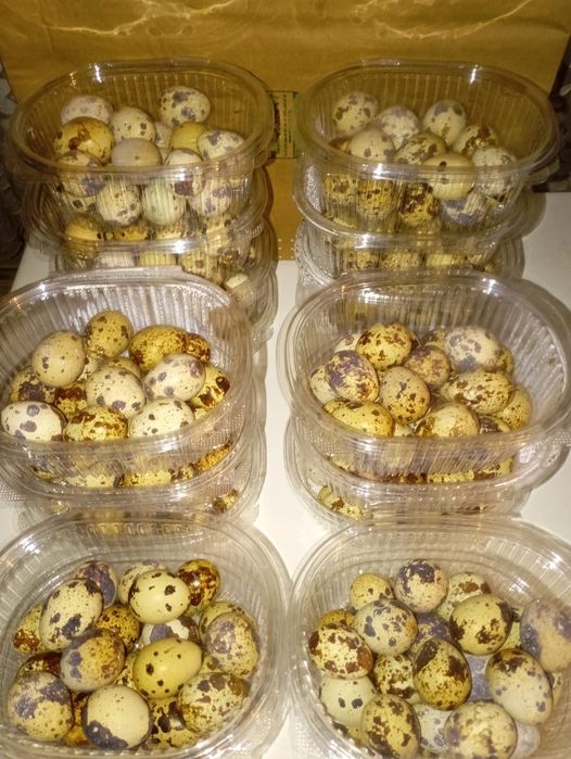 Боденены жумырткасы сатылады