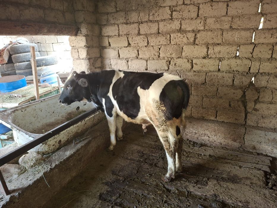 Продам бычков хорошие аппетит хороши кушает все