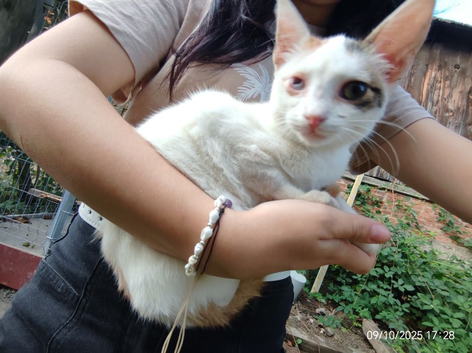 Pisicuța caută stăpân