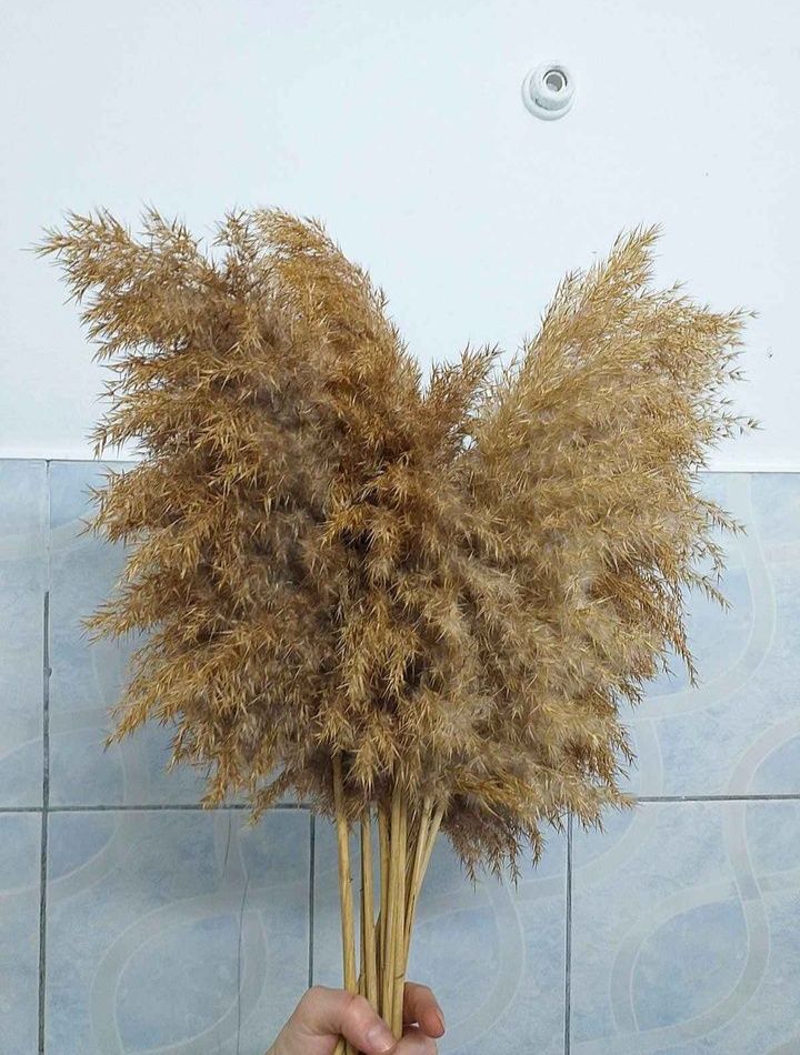 Stuf natural pufos/Pampas/ Decoratiuni Arcada Nunta