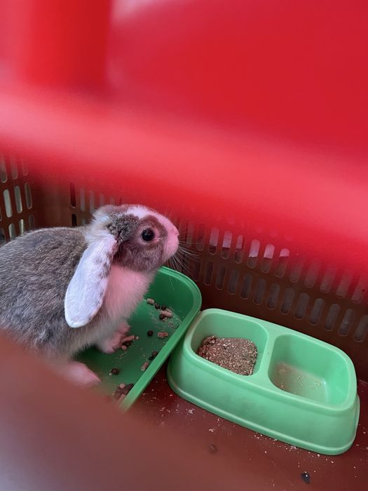 Породистый кролик продаеться