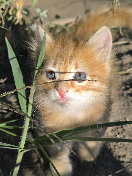 Рыжий котёнок девочка