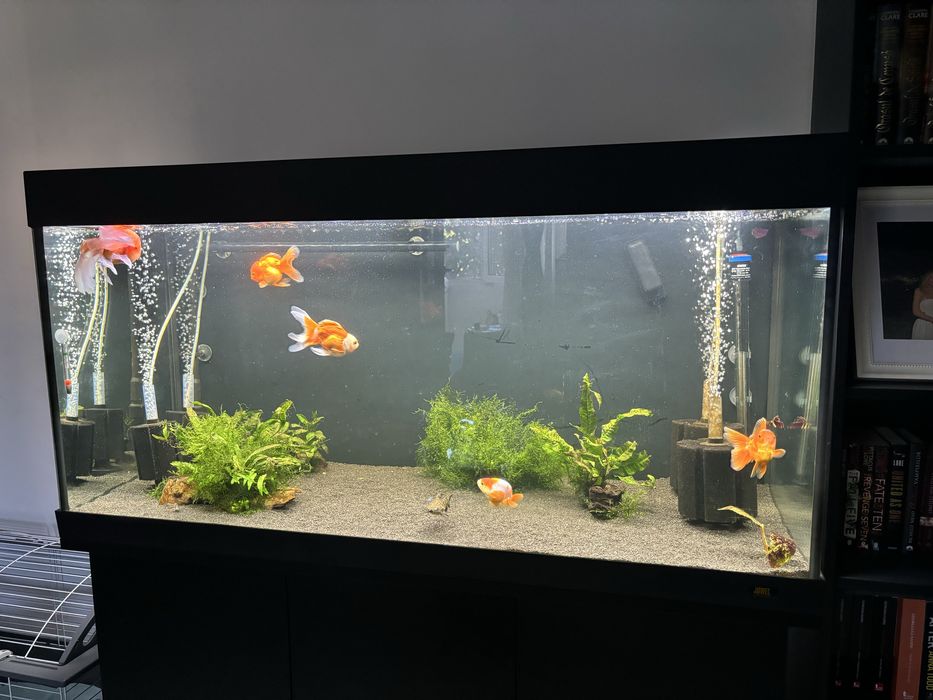 Acvariu 350 L juwel rio cu stand complet si carasi oranda/ranchu