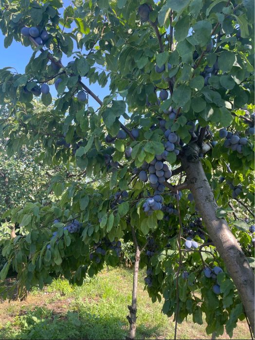 Vand prune pentru tuica