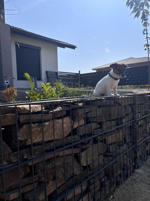Gard tip Gabion produs German