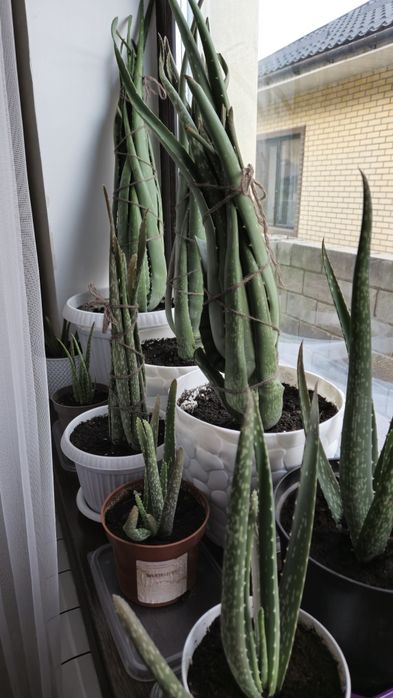 Продам Алоэ вера