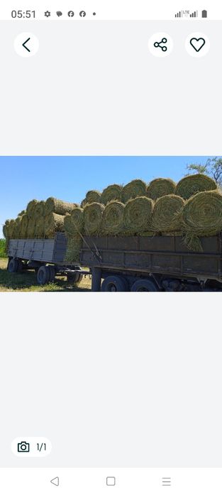 Сено люцерна жоношка урлон свежый укос жлношка сатамын урлон жоношка с