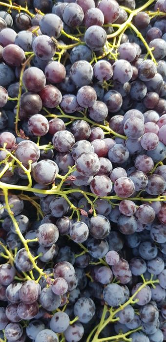 struguri albi pt vin