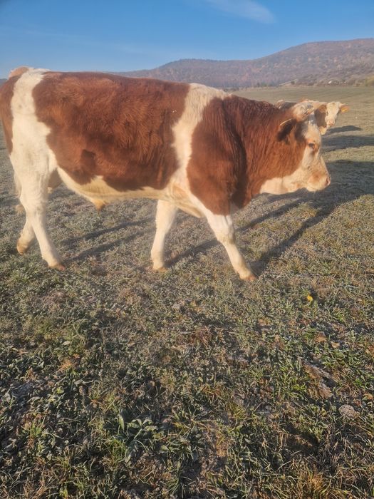 Taurasi și vițele de vânzare