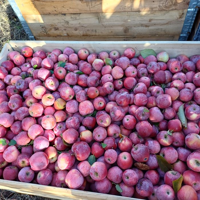 3,5lei mere florina si golden angro cantitati mari