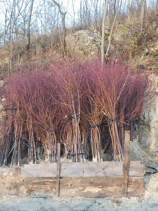 Vand pomi fructiferi piersici