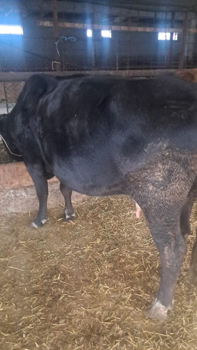 Vând  vaci cu lapte pret 7000 negociabil