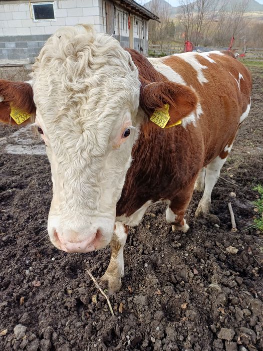 Taur bălțată românească cu certificat de origine