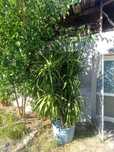 Vand Yucca diferite marimi