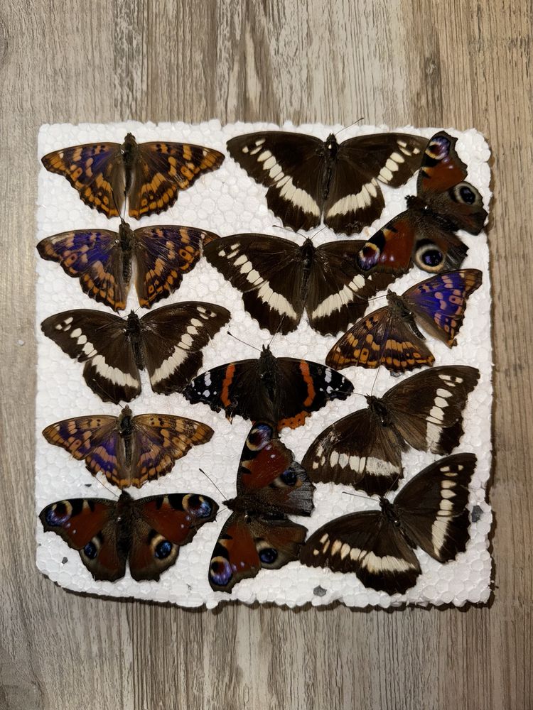 Препарирани пеперуди