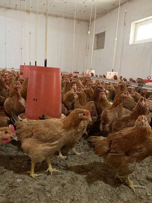 puicuțe si cocoşi rasă mixtă