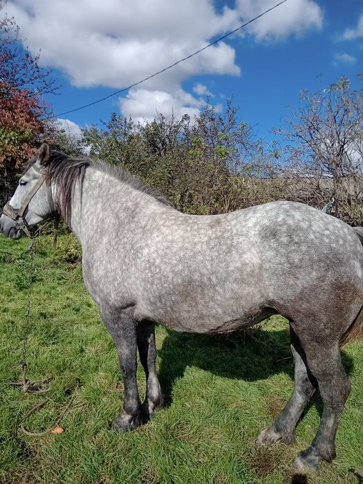 Vând iapă de patru ani