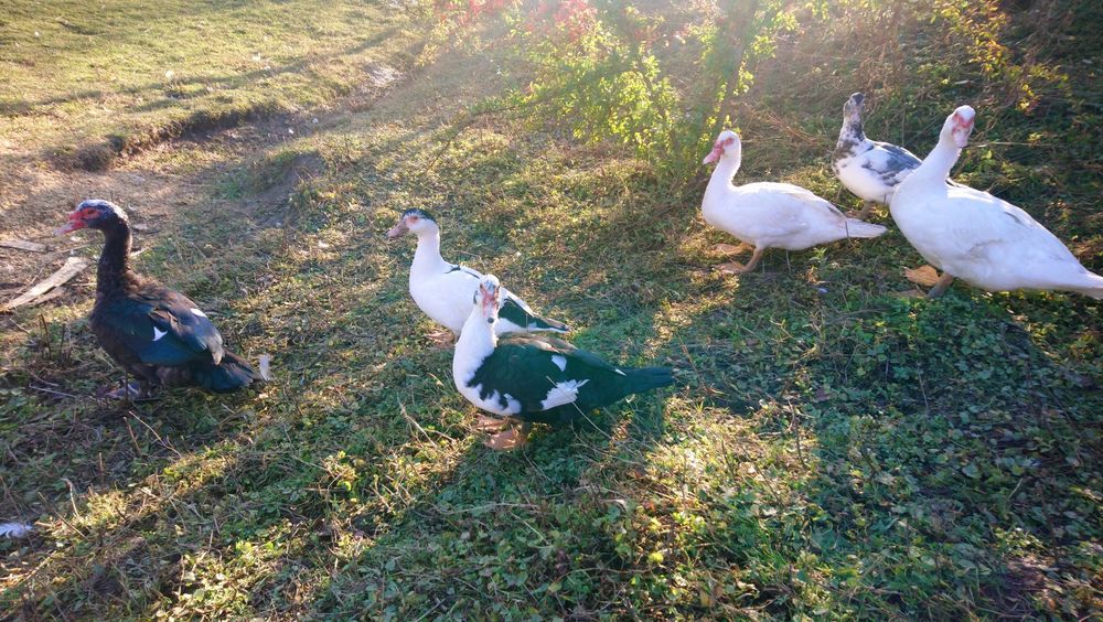 Rațe mute de vânzare