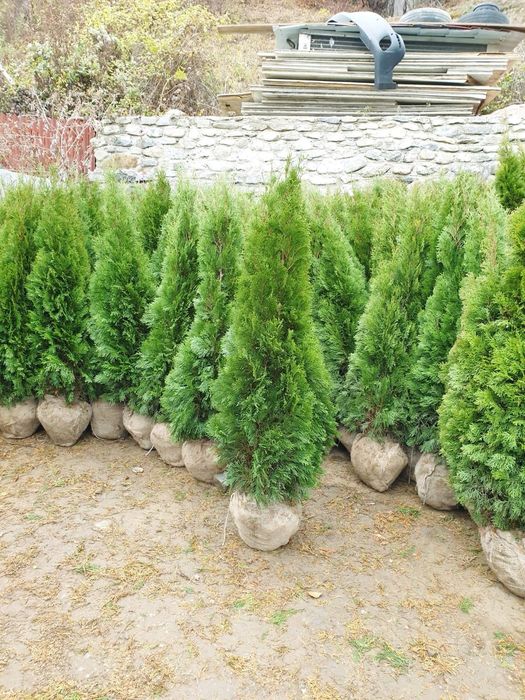 Tuia smaragd toate dimensiunile