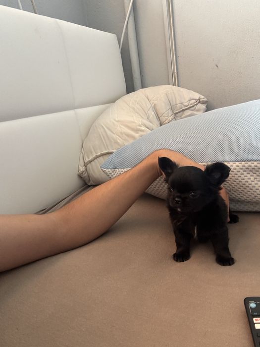 Чихуахуа Момиченце