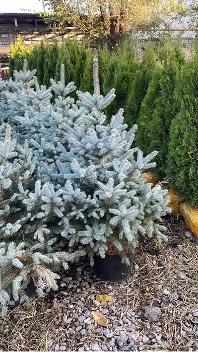 Голубые ели глаука супер блю блю дамент тянь-шанка сибирка на продаже