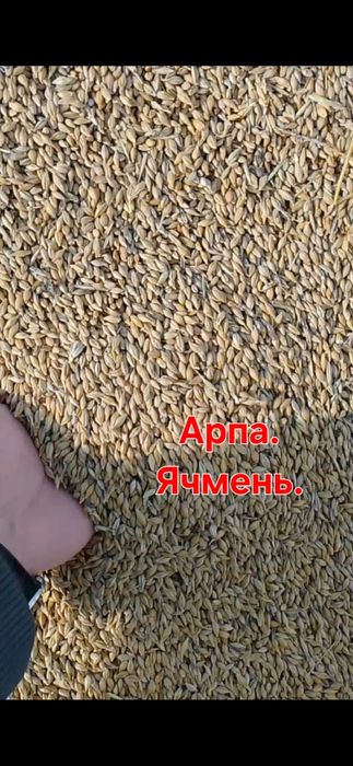 Арпа. Ячмень гост.