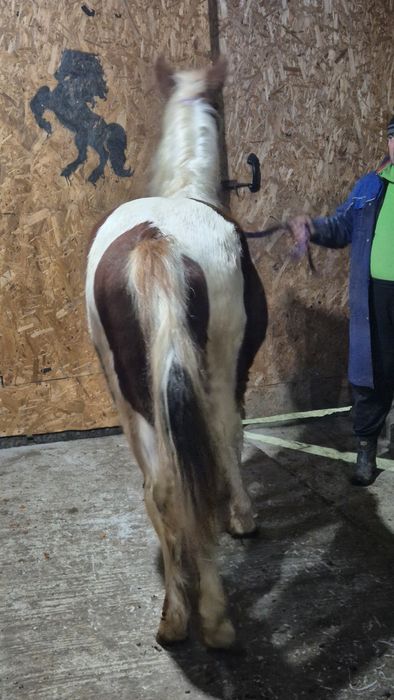 Manz pinto vand/ schimb