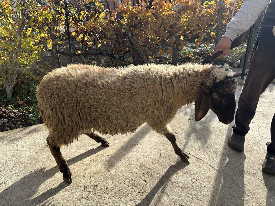 Продавам 3 овци и 1 шиле