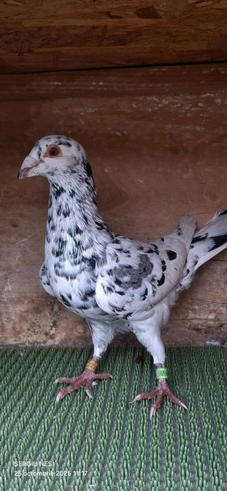 Vouajori sport culori rare