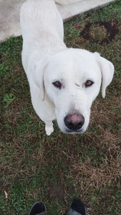 Ofer spre adopție Labrador