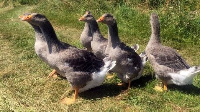 10 gâște de țară crescute natural