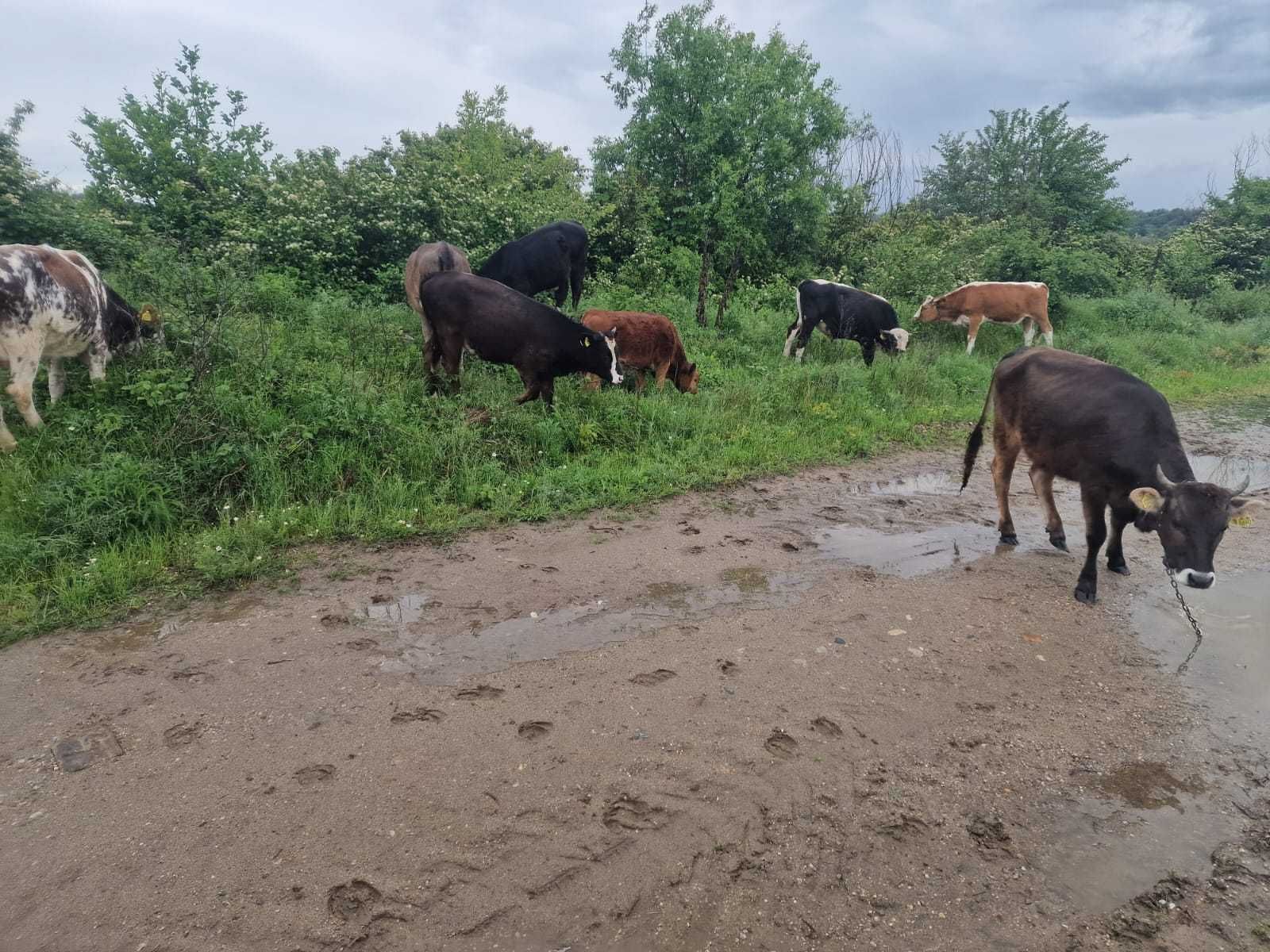 De vânzare  juninci si tauri