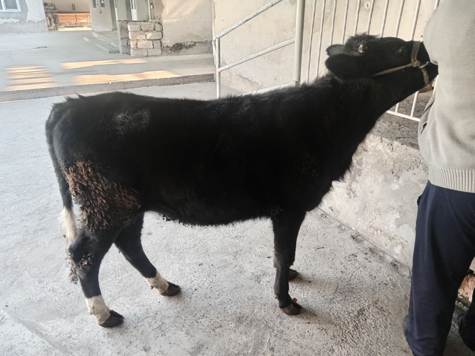 Gunajin buzoq sotiladi гунажин