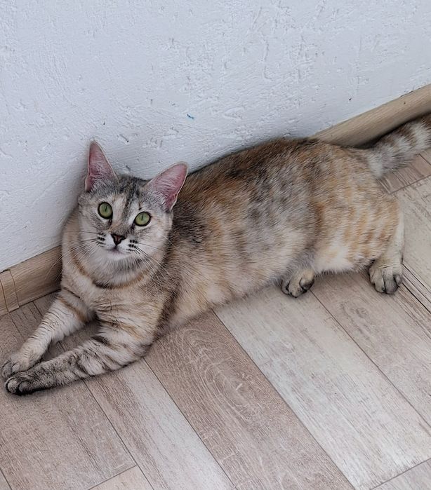 Красавица Симочка .Стерелизована