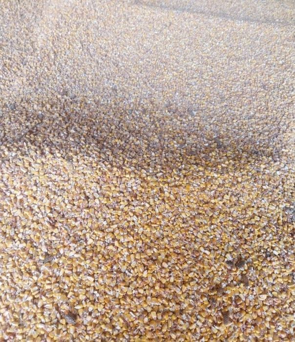 Porumb boabe 0.95 lei/kg