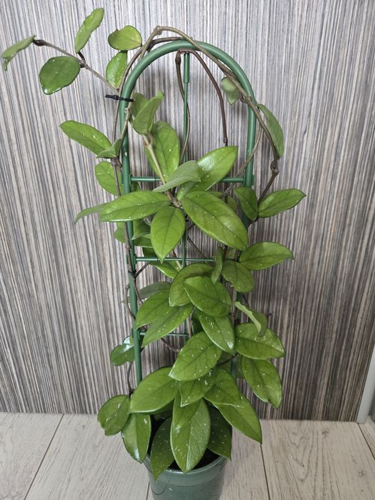 Hoya Carnosa, Lacrima Maicii Domnului cu pedunculi