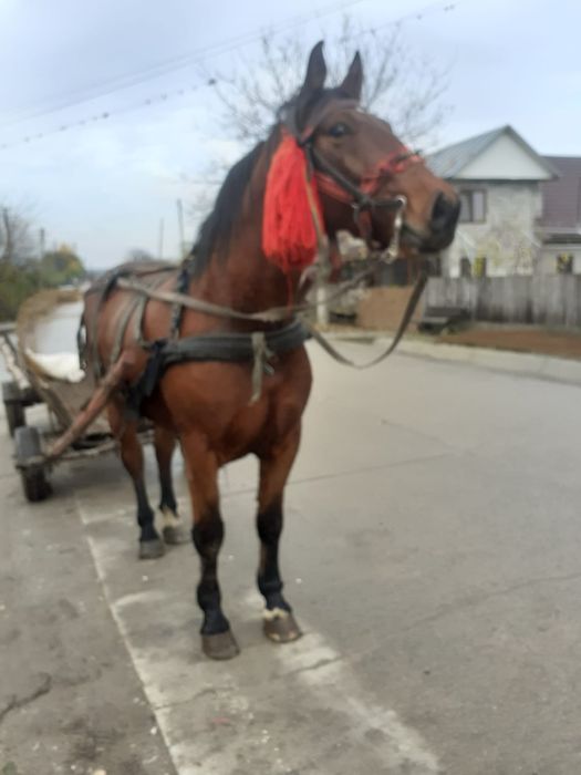 Cal de vanzare. județul Olt. com Strejesti